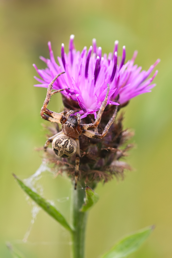 Spider - Larinioides cornutus 1